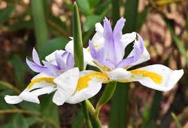 Attēlu rezultāti vaicājumam “Iridaceae”