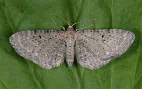 Attēlu rezultāti vaicājumam “Eupithecia tantillaria”