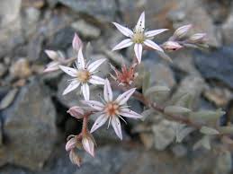 Attēlu rezultāti vaicājumam “Sedum hispanicum leaf”