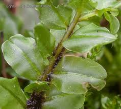 Attēlu rezultāti vaicājumam “Plagiomnium ellipticum”