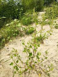Attēlu rezultāti vaicājumam “Chenopodium acerifolium”