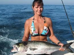 Image result for Pomatomus saltatrix