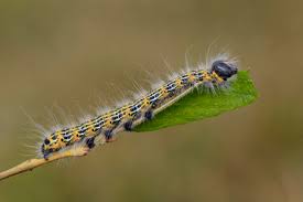 Attēlu rezultāti vaicājumam “Cimbex luteus”