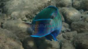 Image result for Chlorurus gibbus