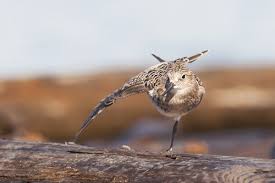 Image result for Calidris bairdii