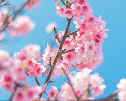 Image result for 緋寒桜