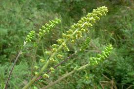 Attēlu rezultāti vaicājumam “Ambrosia artemisiifolia fruit”