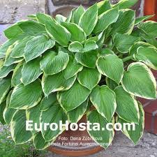 Image result for Hosta fortunei albomarginata