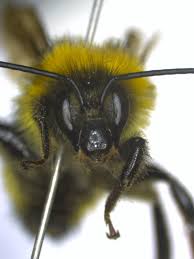 Attēlu rezultāti vaicājumam “Bombus”