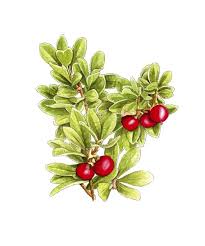 Attēlu rezultāti vaicājumam “Arctostaphylos uva-ursi fruit”