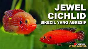 Image result for ikan