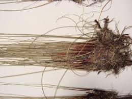 Attēlu rezultāti vaicājumam “Eleocharis uniglumis fruit”