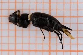 Attēlu rezultāti vaicājumam “Mordella sp.”