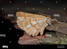 Attēlu rezultāti vaicājumam “Bupalus piniaria”