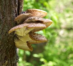 Attēlu rezultāti vaicājumam “Polyporus squamosus”