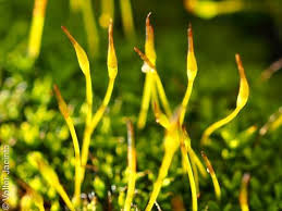 Attēlu rezultāti vaicājumam “Pottiales”