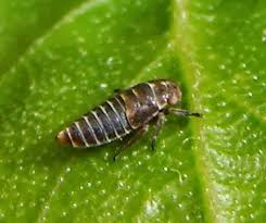 Attēlu rezultāti vaicājumam “Oncopsis sp.”