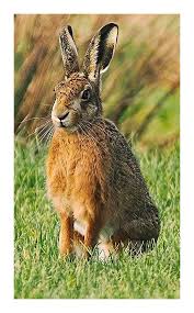 Attēlu rezultāti vaicājumam “Lepus europaeus”