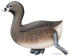 Image result for Podilymbus podiceps
