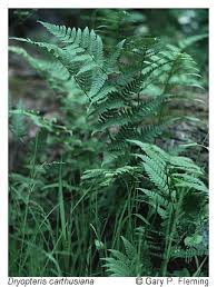 Attēlu rezultāti vaicājumam “Dryopteris carthusiana”