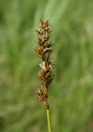 Attēlu rezultāti vaicājumam “Carex diandra”