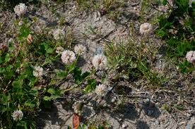 Attēlu rezultāti vaicājumam “Trifolium hybridum flower”