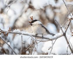 Attēlu rezultāti vaicājumam “Poecile montanus adult”