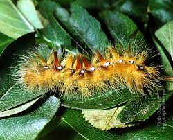 Attēlu rezultāti vaicājumam “Acronicta aceris larva”