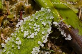 Attēlu rezultāti vaicājumam “Claustria didermoides macro”