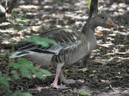 Attēlu rezultāti vaicājumam “Anser anser”