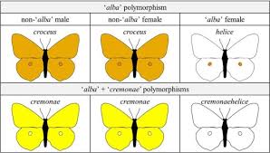 Attēlu rezultāti vaicājumam “Colias croceus underside”