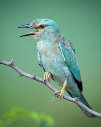 Attēlu rezultāti vaicājumam “Coracias garrulus”