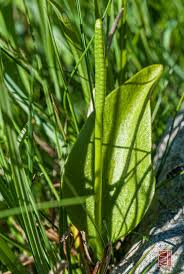 Attēlu rezultāti vaicājumam “Ophioglossum vulgatum”