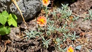 Attēlu rezultāti vaicājumam “Helianthemum nummularium leaf”