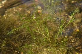 Attēlu rezultāti vaicājumam “Najadaceae”