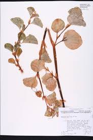 Image result for Begonia cucullata var. Hookeri