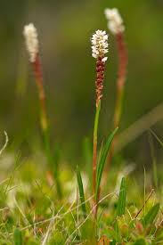 Attēlu rezultāti vaicājumam “Bistorta major leaf”