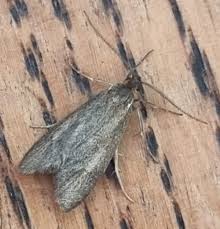 Attēlu rezultāti vaicājumam “Diurnea lipsiella male”