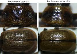 Attēlu rezultāti vaicājumam “Lochmaea caprea”