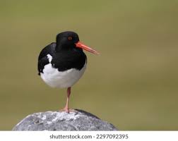 Attēlu rezultāti vaicājumam “Haematopus ostralegus”
