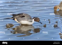 Attēlu rezultāti vaicājumam “Anas acuta male”