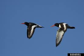 Attēlu rezultāti vaicājumam “Haematopus ostralegus”