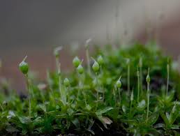 Attēlu rezultāti vaicājumam “Physcomitrium pyriforme”