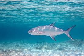 Image result for Lichia amia