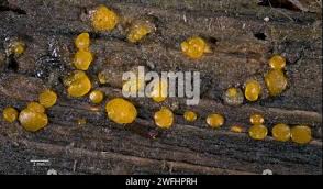 Attēlu rezultāti vaicājumam “Orbilia sp.”