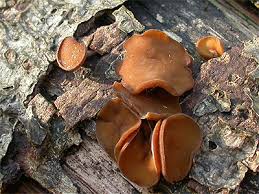 Attēlu rezultāti vaicājumam “Rutstroemia firma”