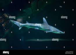 Image result for Sphyrna tiburo