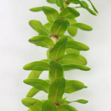 Attēlu rezultāti vaicājumam “Elodea canadensis leaf”