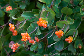 Attēlu rezultāti vaicājumam “Lonicera caprifolium”