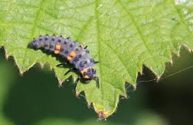 Attēlu rezultāti vaicājumam “Coccinella septempunctata larva”